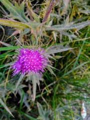 Cirsium vulgare