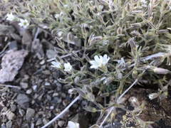 Sabulina nuttallii