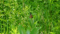 Danaus plexippus