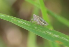 Athysanus argentarius