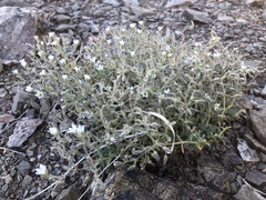 Sabulina nuttallii