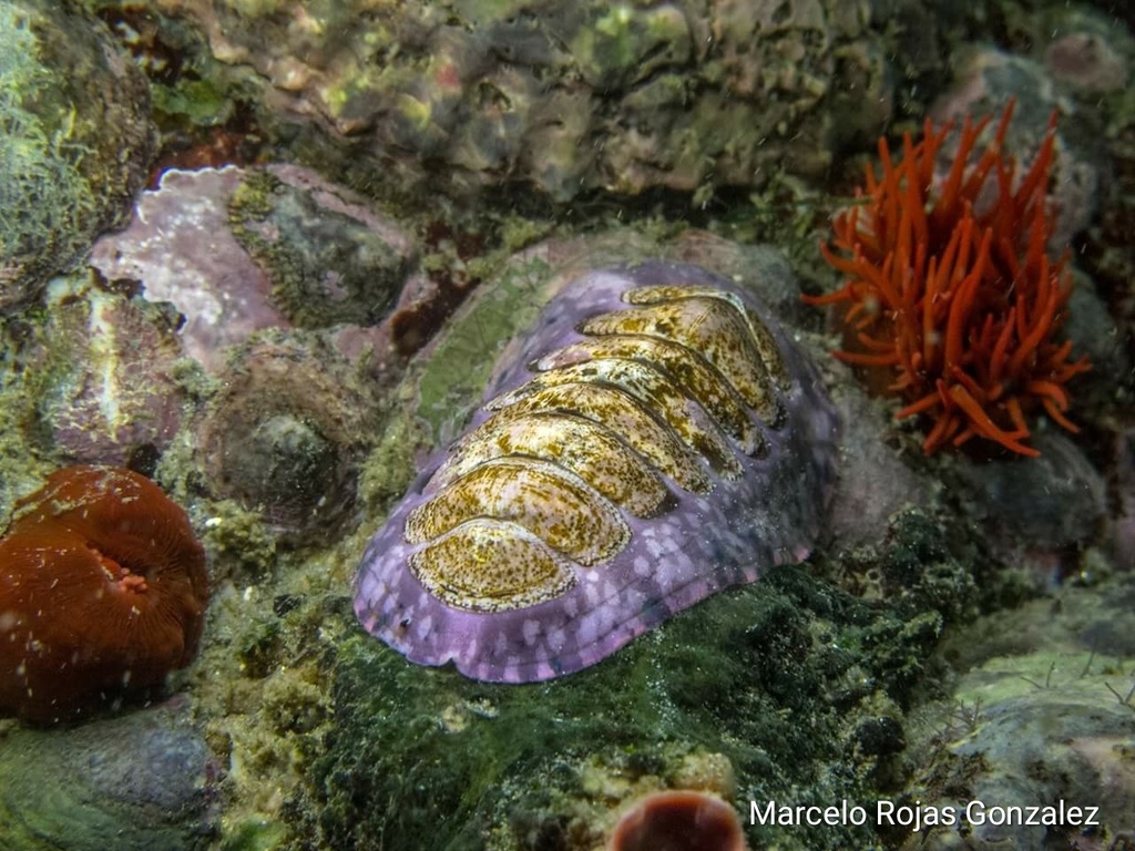 Variable Tonicia