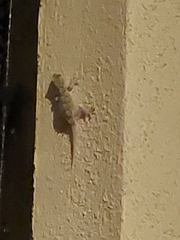 Tarentola mauritanica