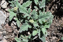 Phacelia hydrophylloides