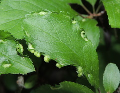 Eriophyes similis