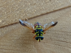 Meromacrus gloriosus