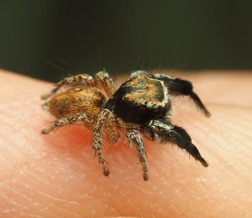 Hirsute Paradise Spider