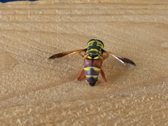 Meromacrus gloriosus