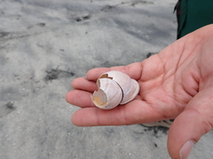 Porphyrobaphe iostoma