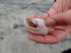 Porphyrobaphe iostoma
