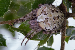 Araneus circe