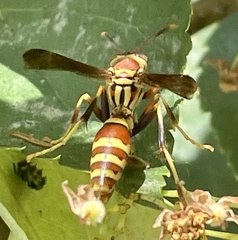 Polistes exclamans