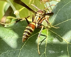 Polistes exclamans