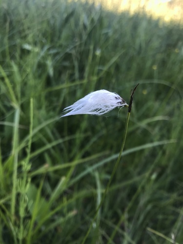 páperník (Eriophorum)