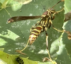 Polistes exclamans