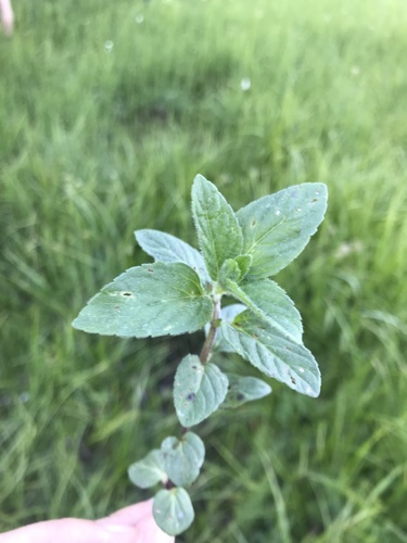 mäta (Mentha)