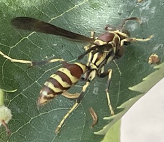 Polistes exclamans