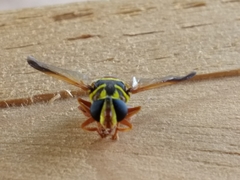 Meromacrus gloriosus