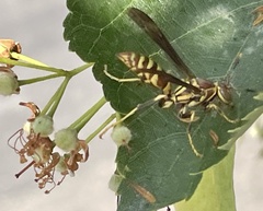 Polistes exclamans