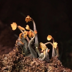 Hypocreodendron sanguineum