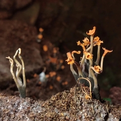 Hypocreodendron sanguineum