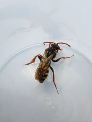 Nomada marshamella