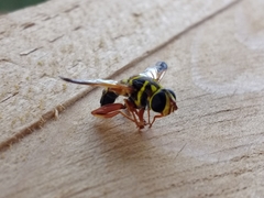 Meromacrus gloriosus