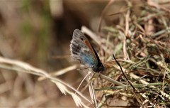 Coenonympha pamphilus