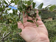 Araneus circe