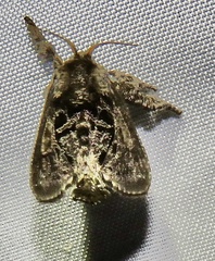 Euclea plugma