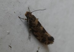 Parochmastis hilderi