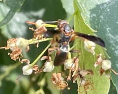 Polistes fuscatus