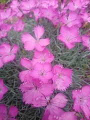 Dianthus borbasii