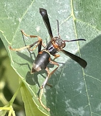 Polistes fuscatus