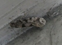 Parochmastis hilderi