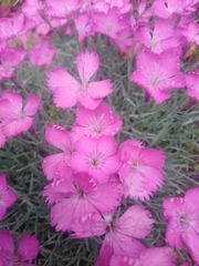 Dianthus borbasii