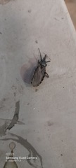 Triatoma gerstaeckeri