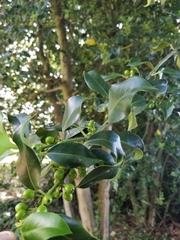 Magnoliopsida