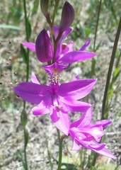 Calopogon tuberosus