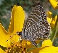 Leptotes marina