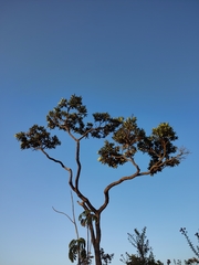 Vochysia thyrsoidea
