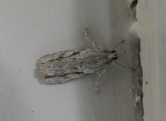 Eudonia bisinualis
