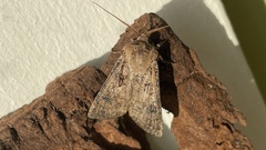 Agrotis clavis