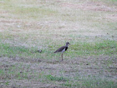 Vanellus chilensis