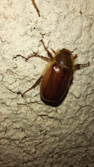 Holochelus