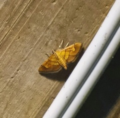 Orphanostigma haemorrhoidalis