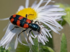 Trichodes nuttalli