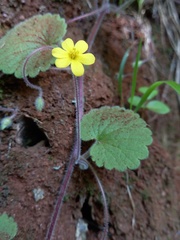 Sibthorpia peregrina