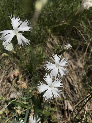 klinček (Dianthus)