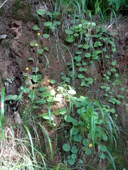 Sibthorpia peregrina